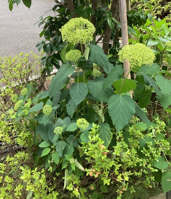 長坂式典センター正面入り口の紫陽花